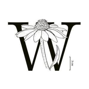 wildflower tea shop and apothecary