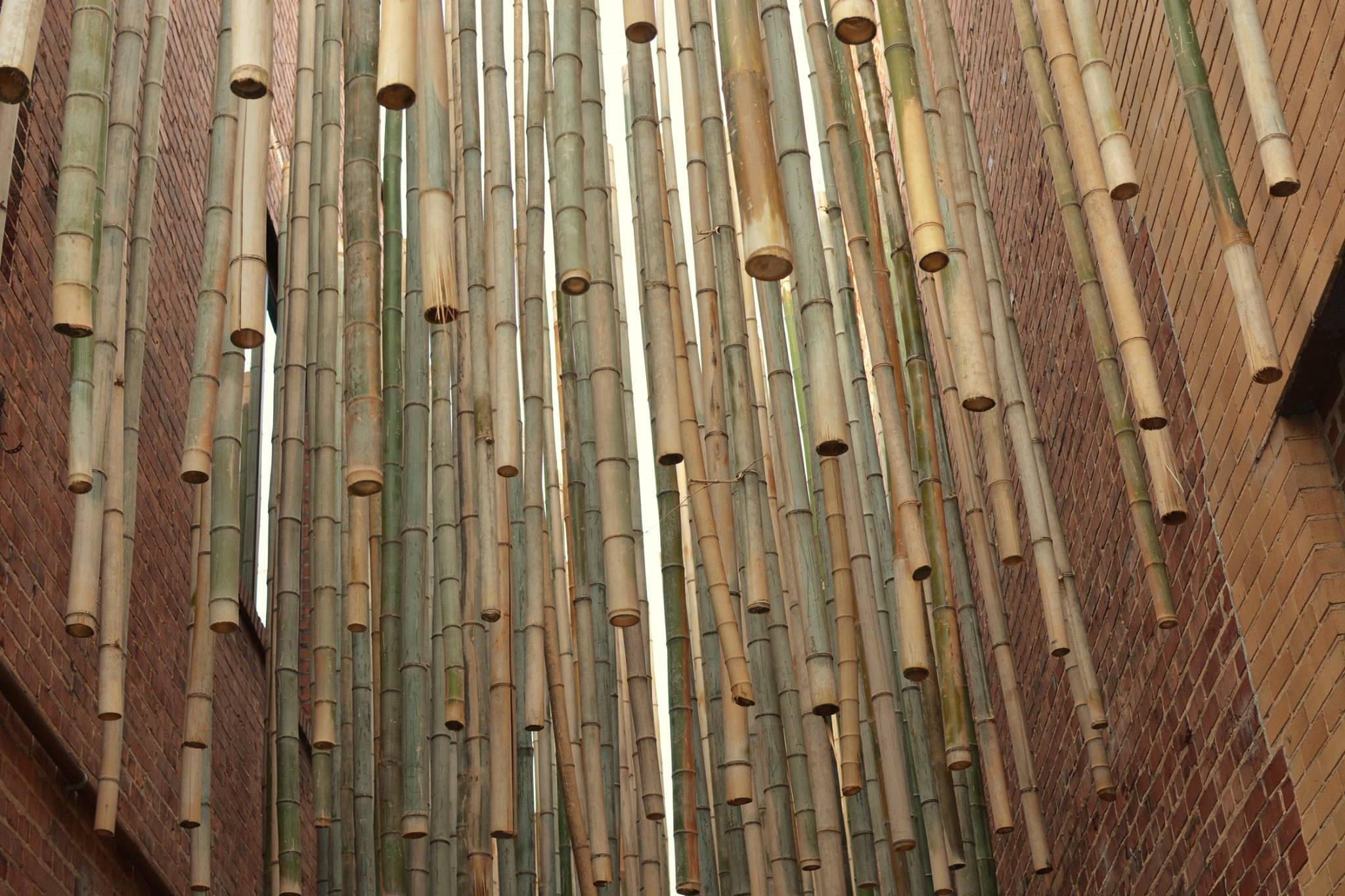 bamboo Grass Garden Inversion