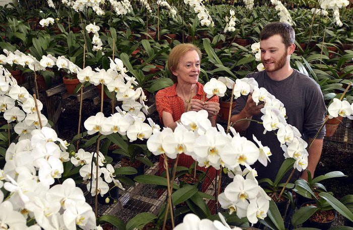 lines-orchids-billy-weeks02_in-greenhouse