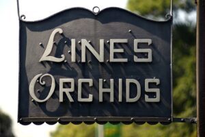 lines-orchids-billy-weeks27