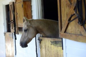 horse-in-the-barn
