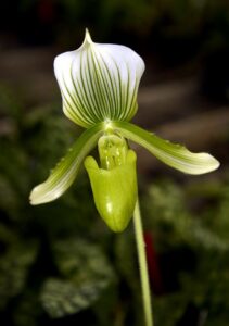 ladyslipper-close-up