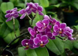 purple-orchid
