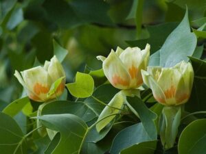 tulip-poplar-tree_state-tree-of-tennessee