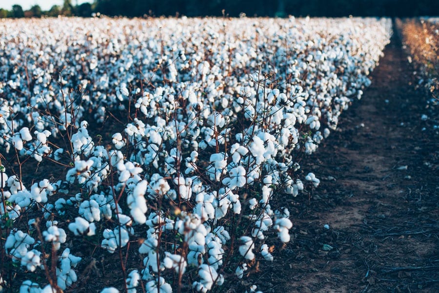 Red Land Cotton
